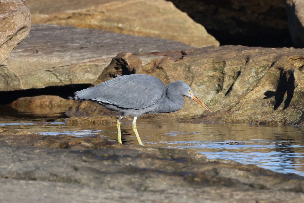 Pacific Reef-Heron - ML620254241