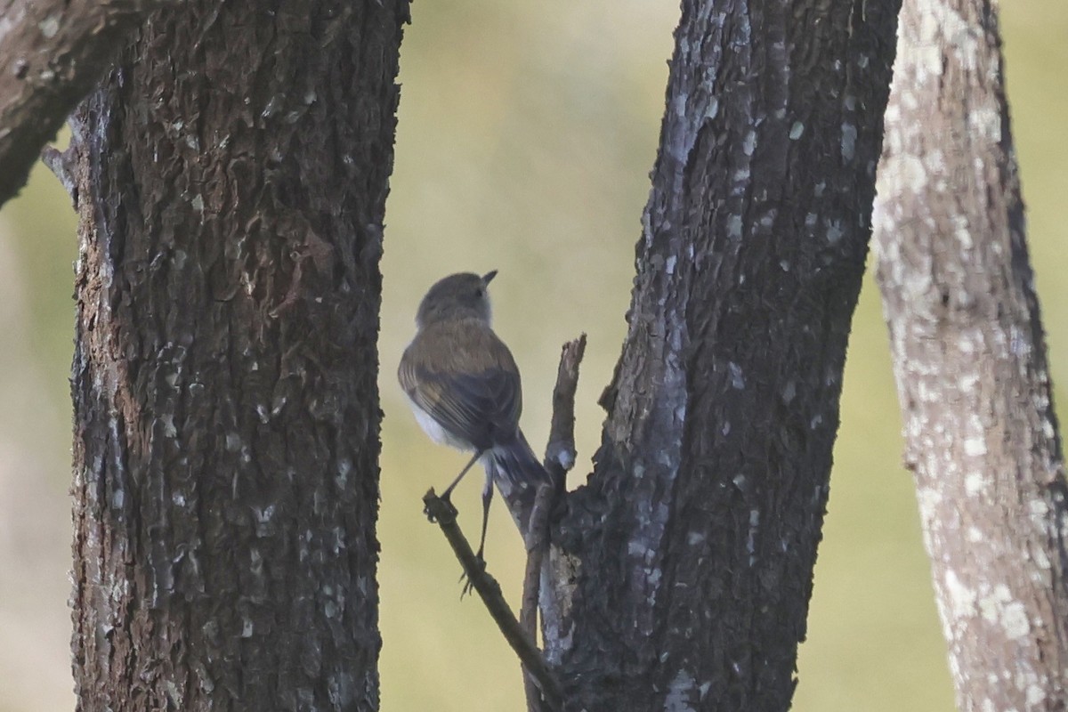 Mangrove Gerygone - ML620254248