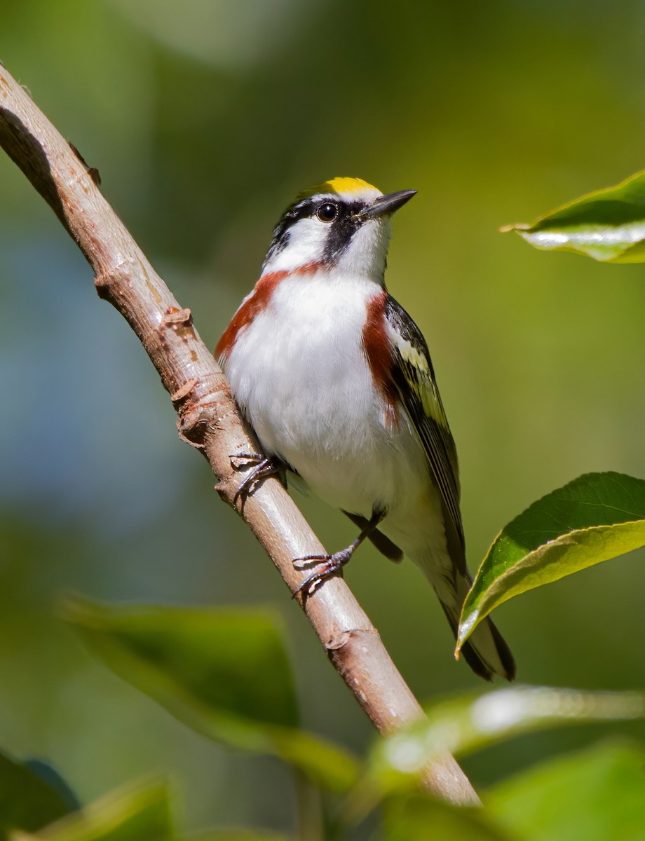 Chestnut-sided Warbler - ML620254251