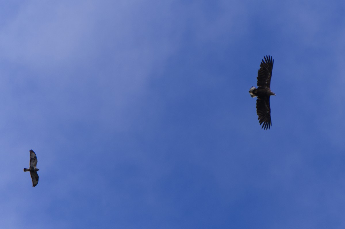 White-tailed Eagle - ML620254252