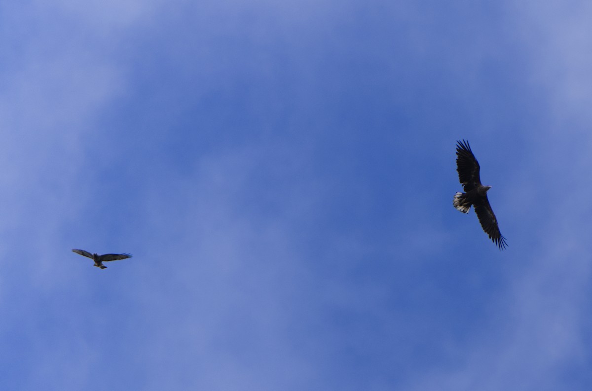 White-tailed Eagle - ML620254253