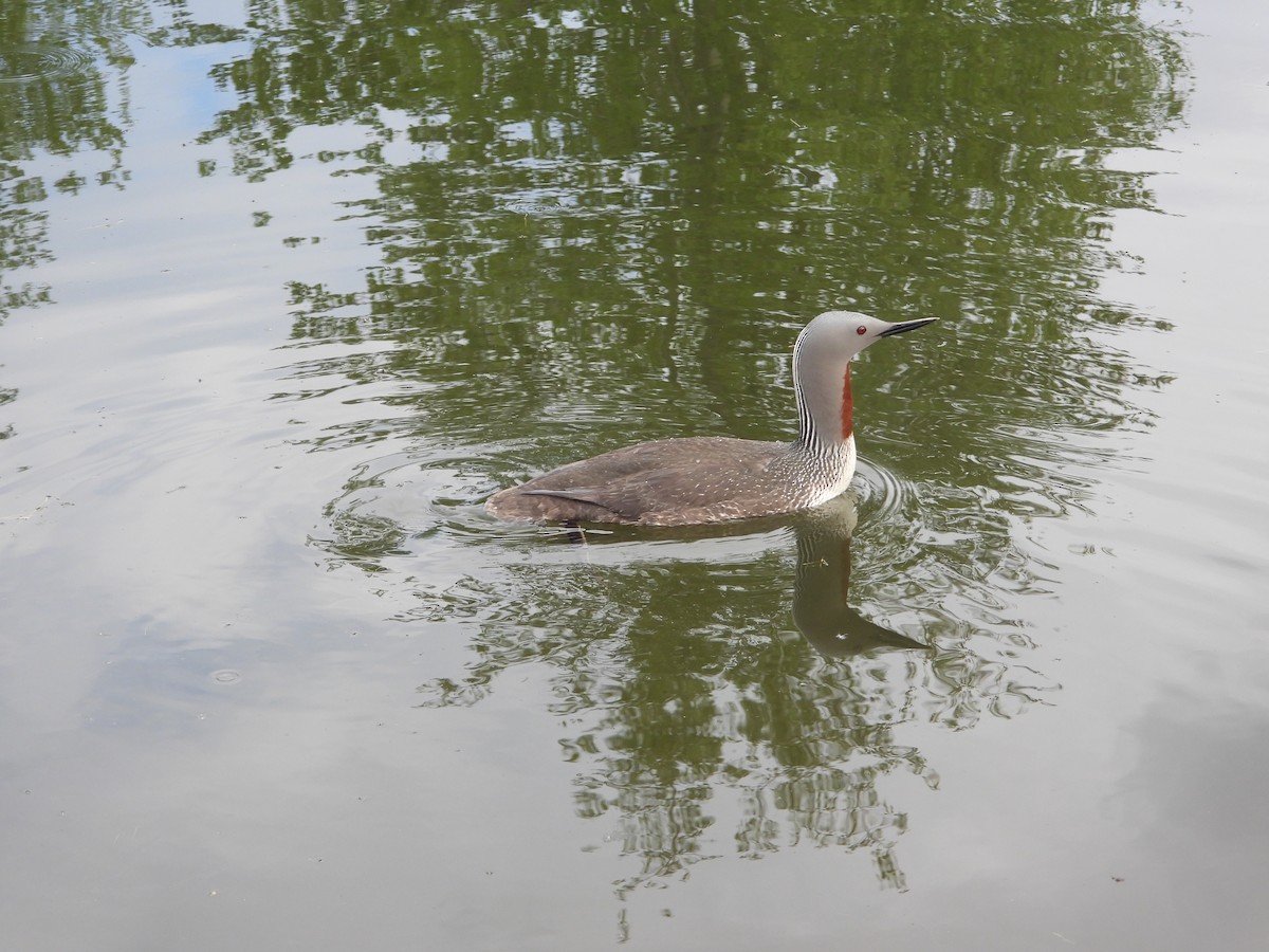 Red-throated Loon - ML620254255