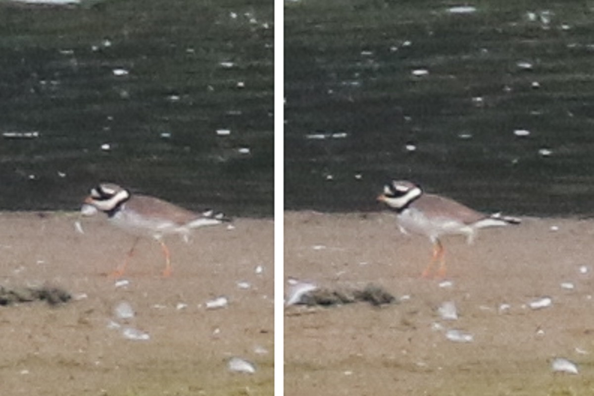 Common Ringed Plover - ML620254256