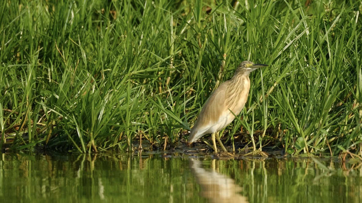 Squacco Heron - ML620254258