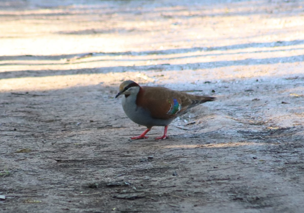 Brush Bronzewing - ML620254262