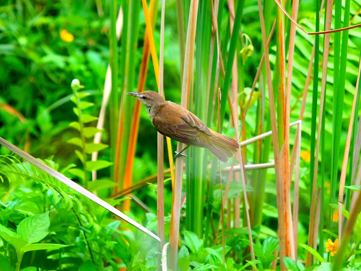 Oriental Reed Warbler - ML620254264