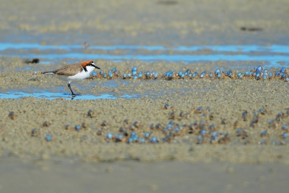 Red-capped Plover - ML620254268