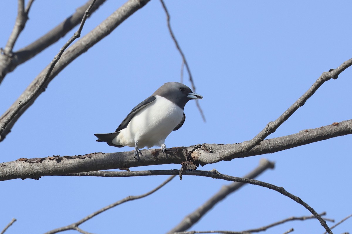 White-breasted Woodswallow - ML620254271