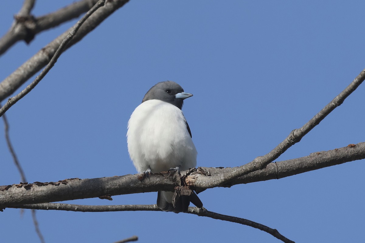 White-breasted Woodswallow - ML620254272