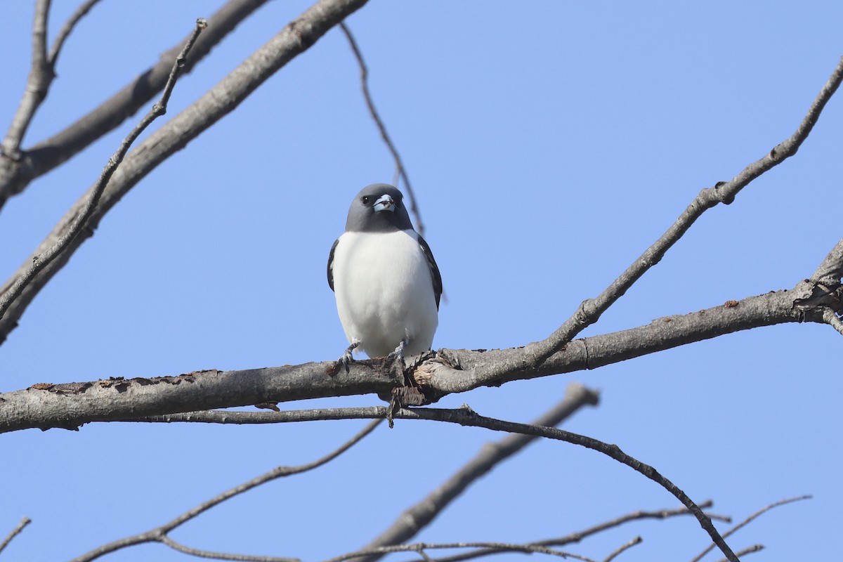 White-breasted Woodswallow - ML620254273