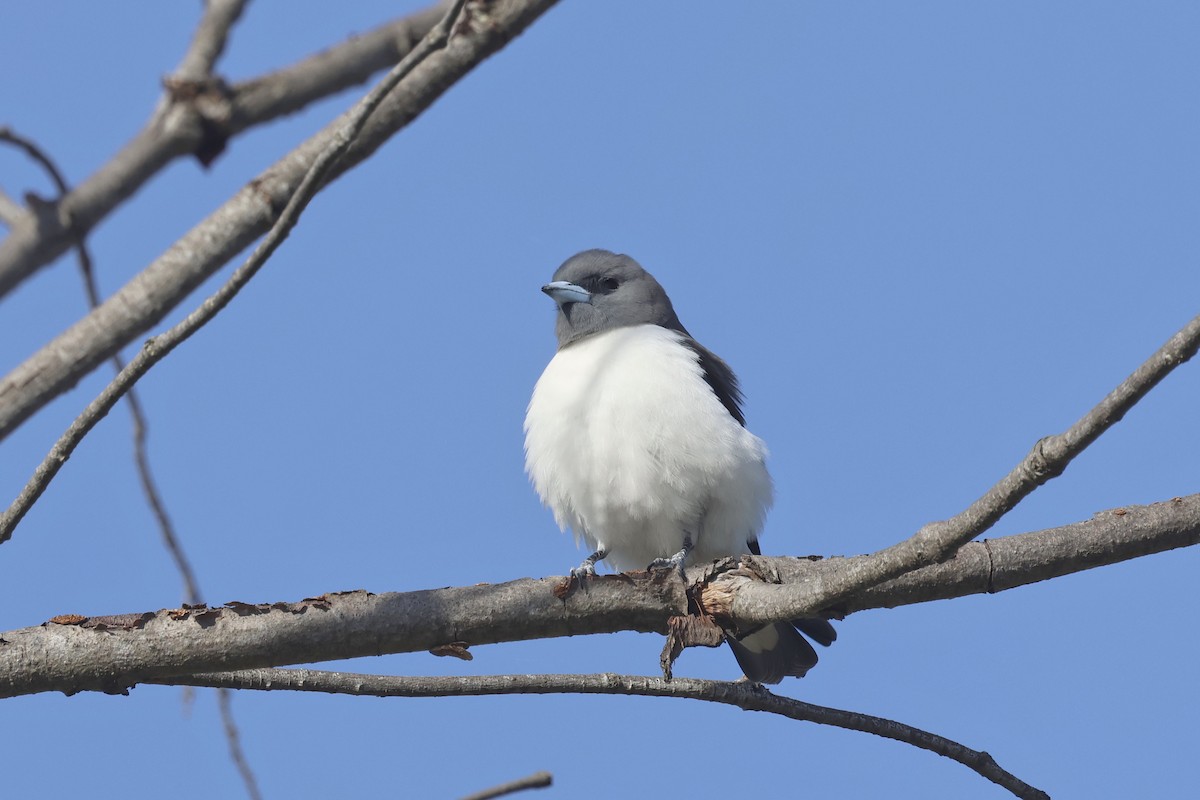 White-breasted Woodswallow - ML620254274