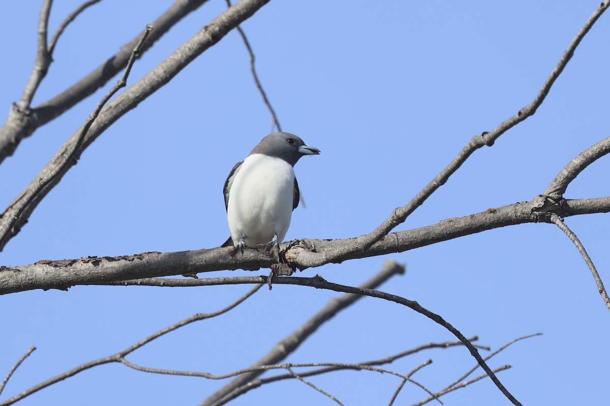 White-breasted Woodswallow - ML620254275