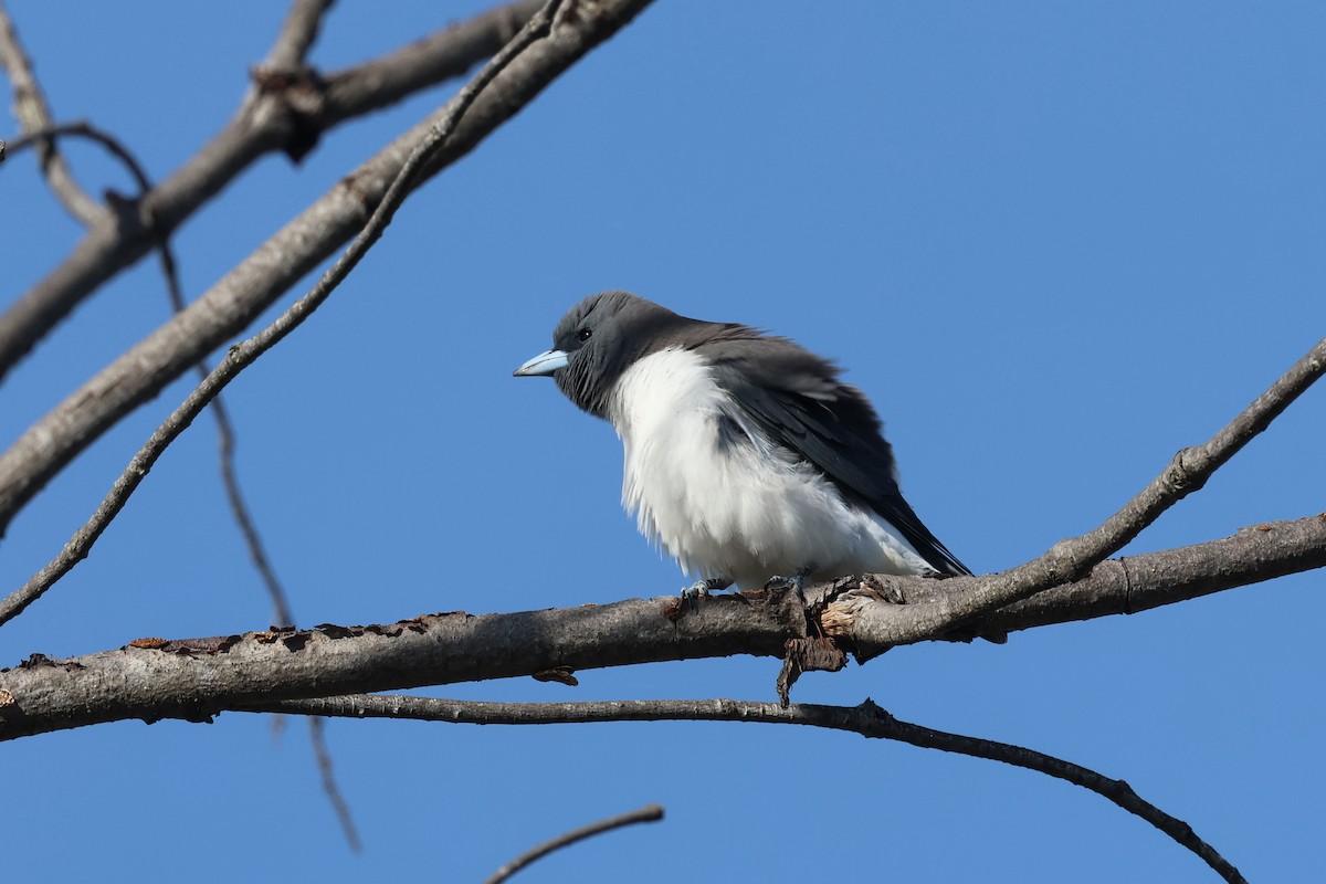 White-breasted Woodswallow - ML620254276