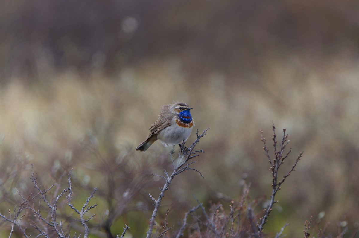 Bluethroat (Red-spotted) - ML620254277