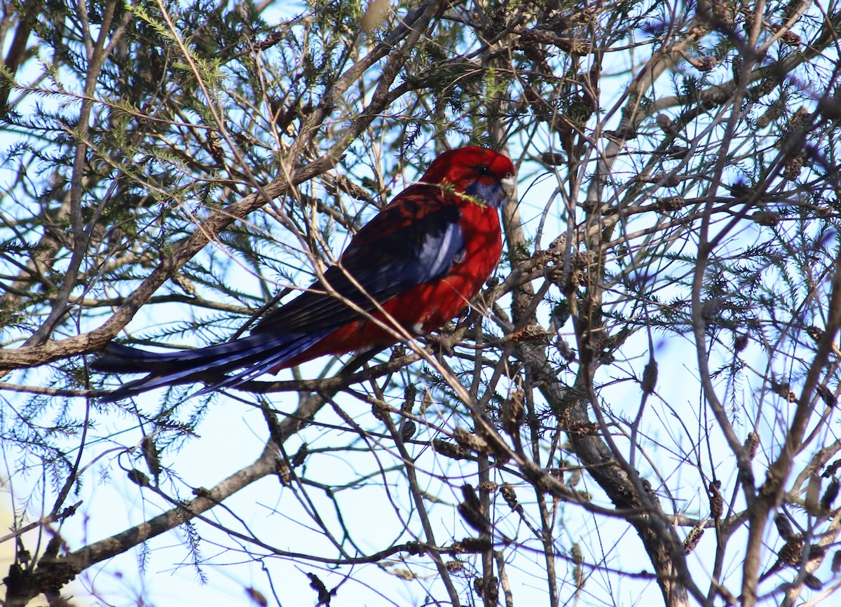 Crimson Rosella - ML620254278