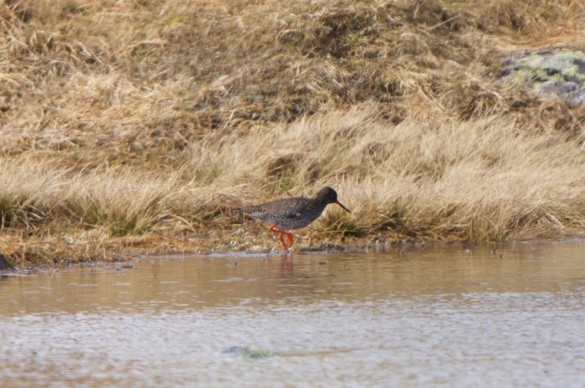 Common Redshank - ML620254282