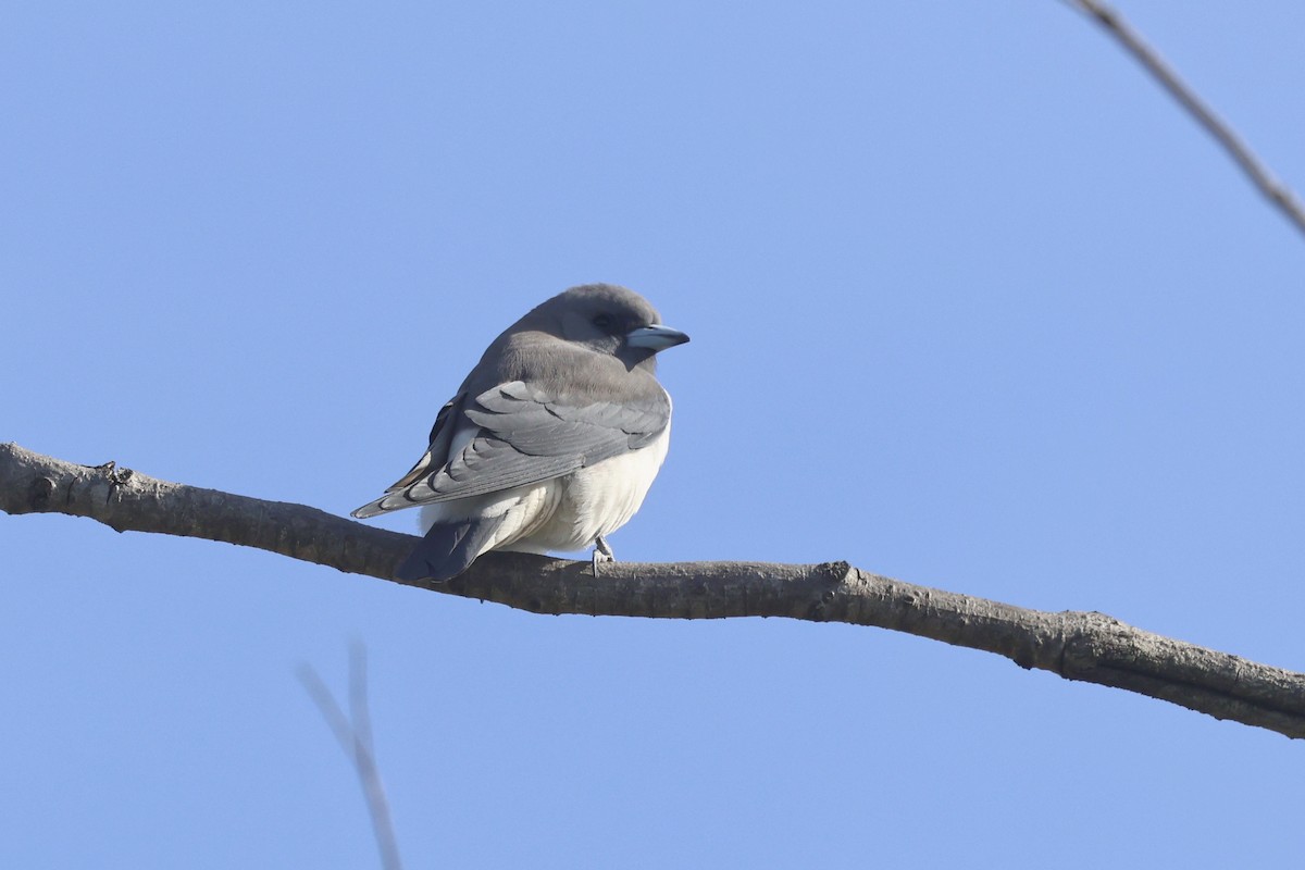 White-breasted Woodswallow - ML620254283