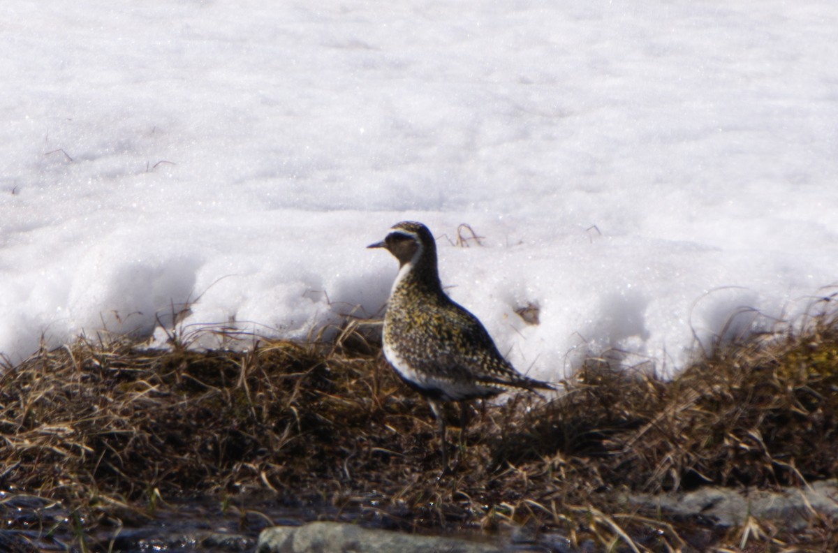 Chorlito Dorado Europeo - ML620254285