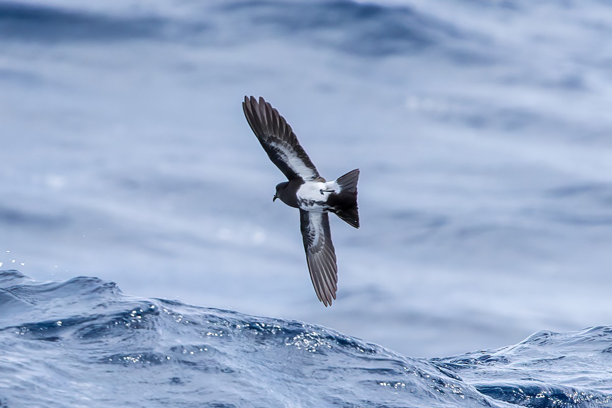 Black-bellied Storm-Petrel - ML620254292