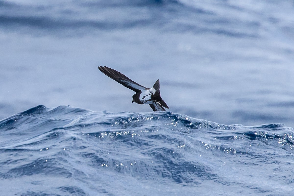 Black-bellied Storm-Petrel - ML620254293