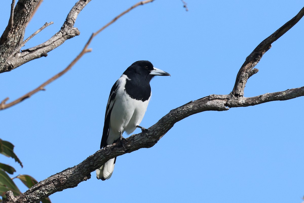 Pied Butcherbird - ML620254294