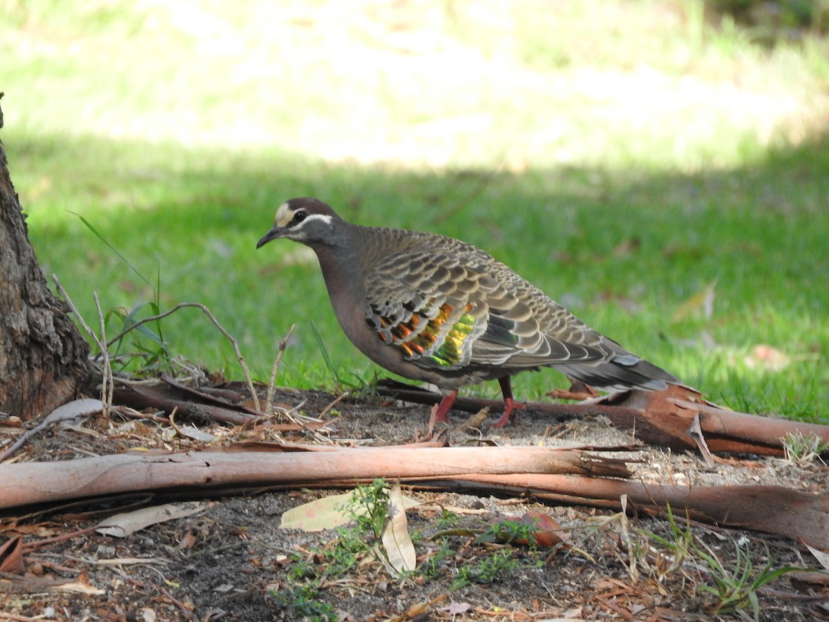 Common Bronzewing - ML620254301