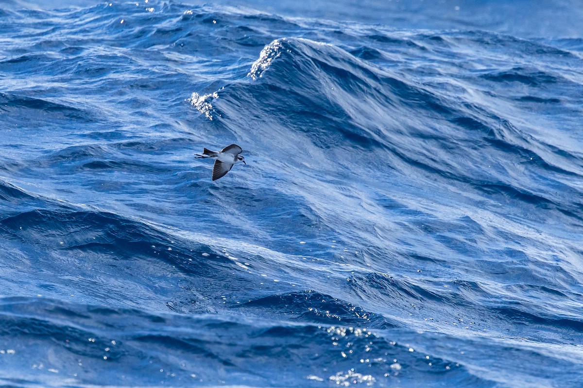 White-faced Storm-Petrel - ML620254305