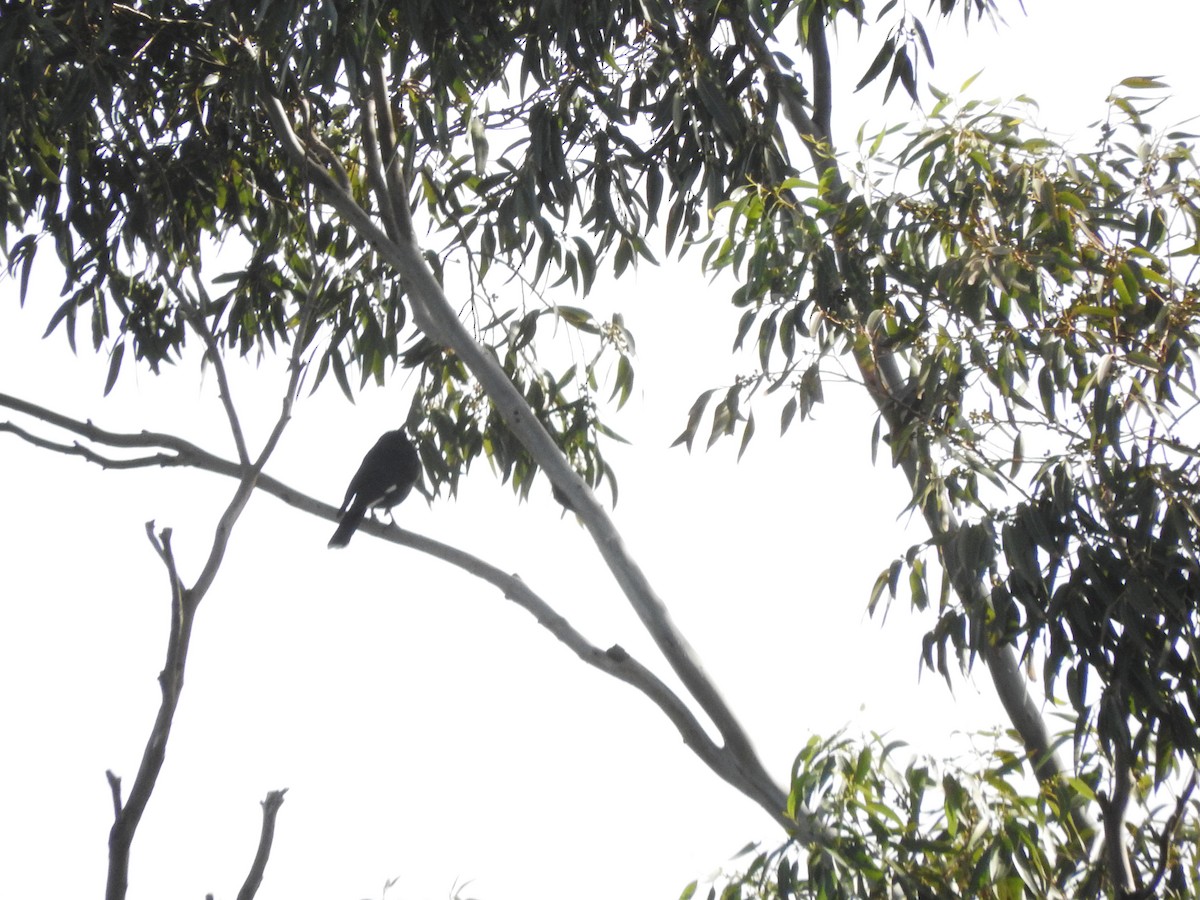 Pied Currawong - ML620254306