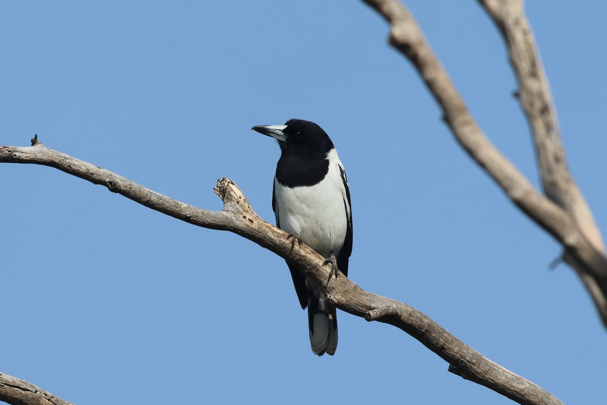 Pied Butcherbird - ML620254309