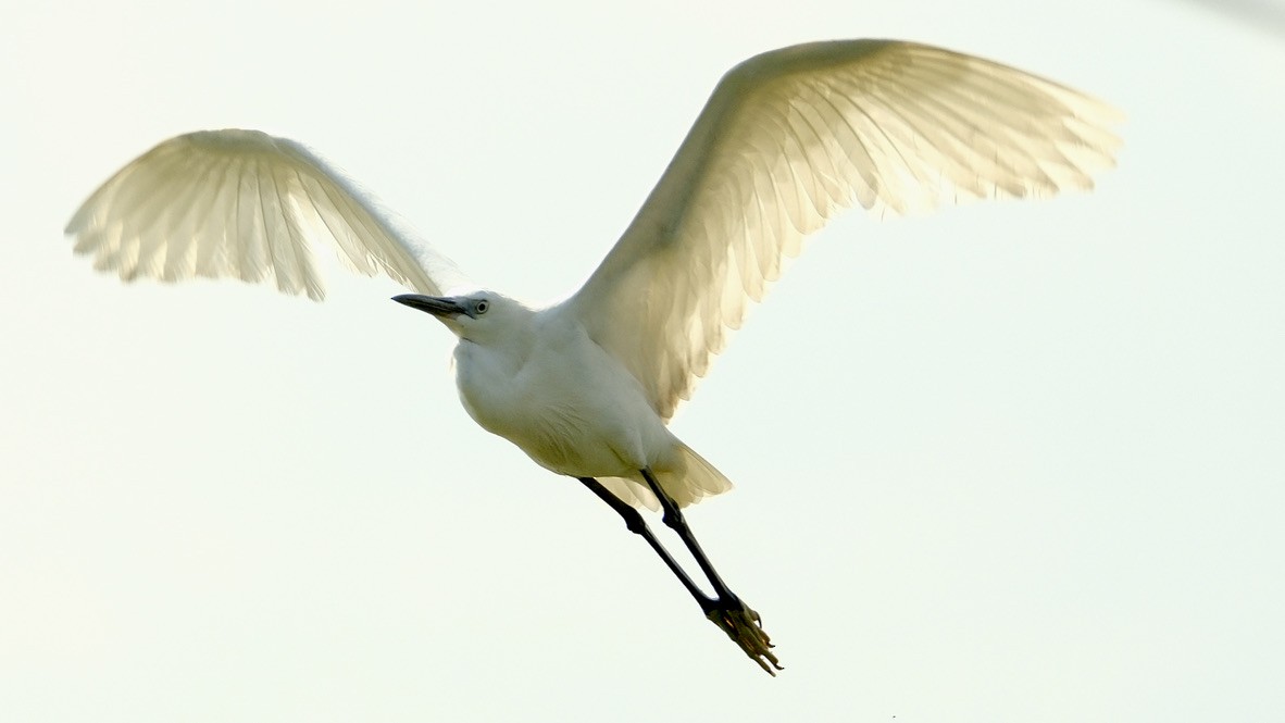 Little Egret - ML620254311