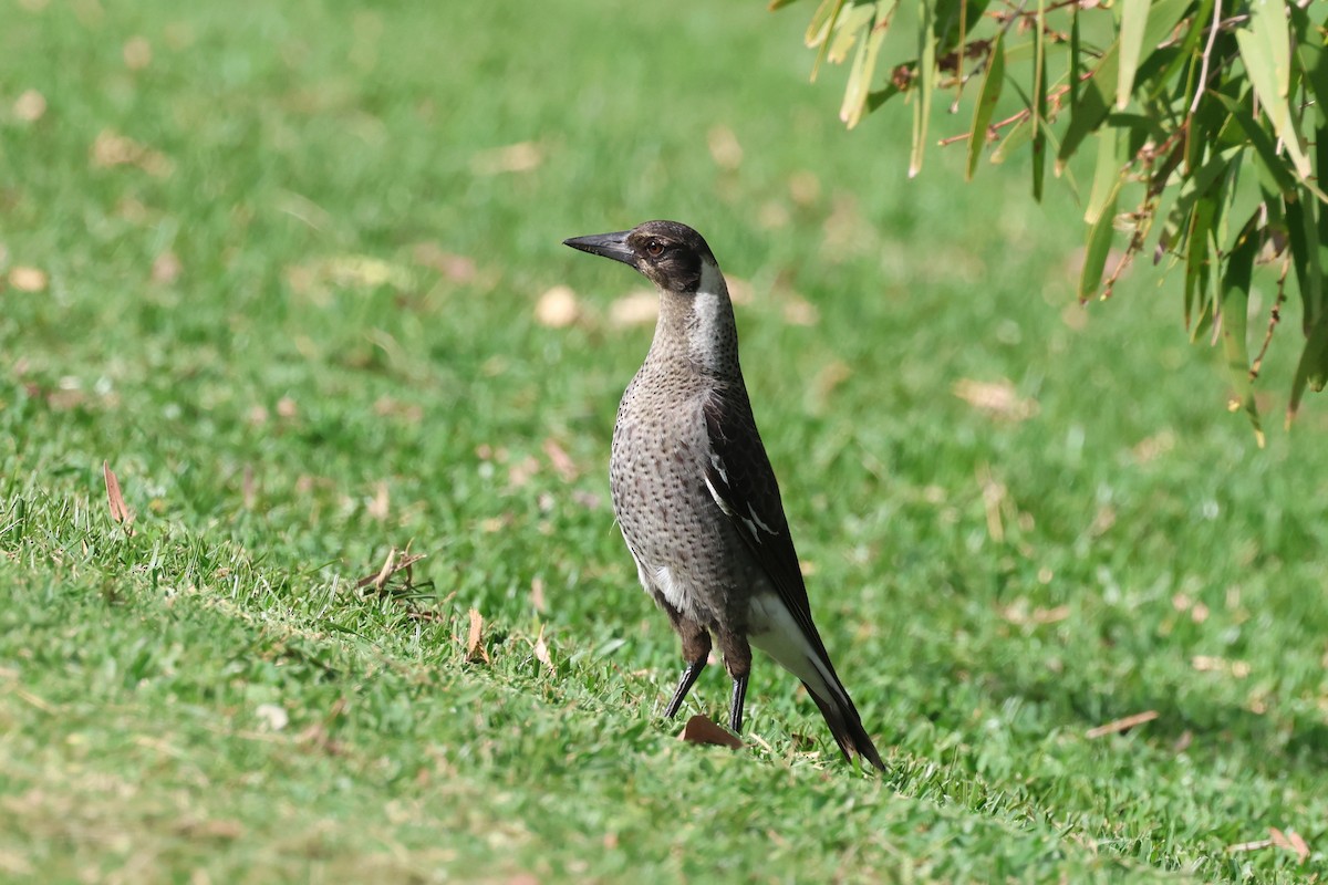 Australian Magpie - ML620254322