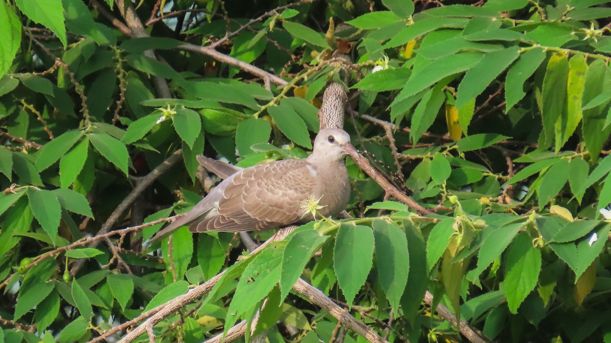 Red Collared-Dove - ML620254325