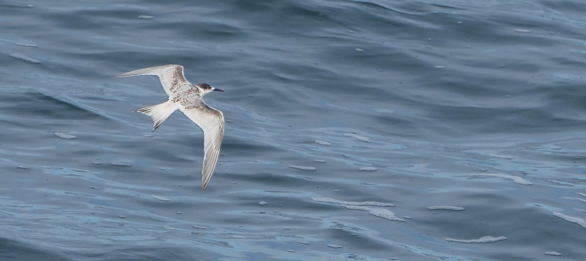 White-fronted Tern - Ben Milbourne