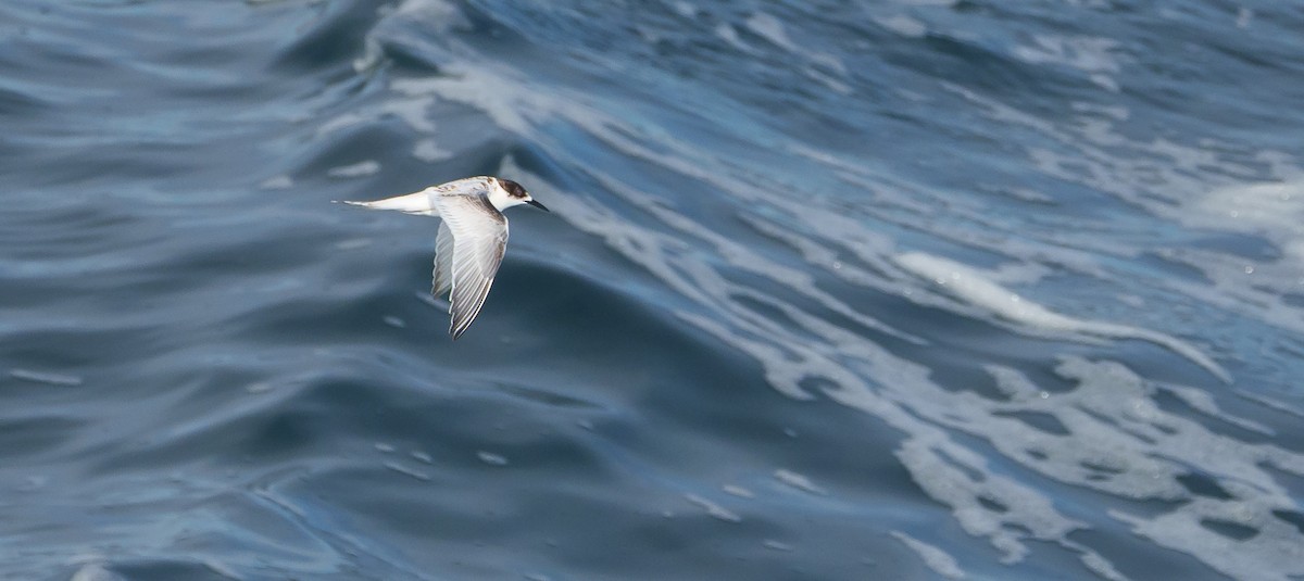 White-fronted Tern - ML620254329