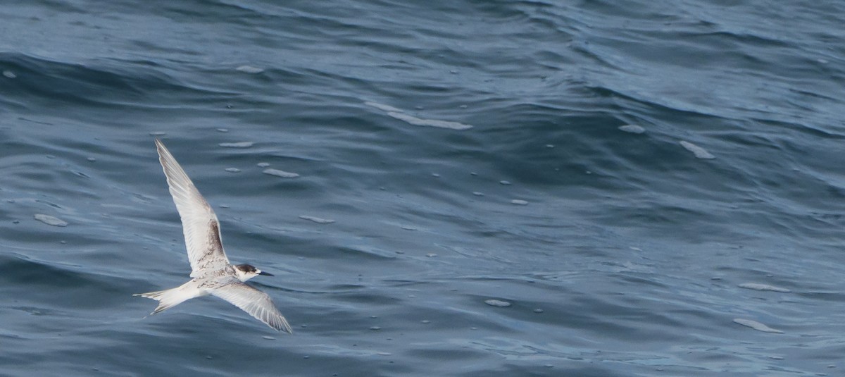 White-fronted Tern - Ben Milbourne