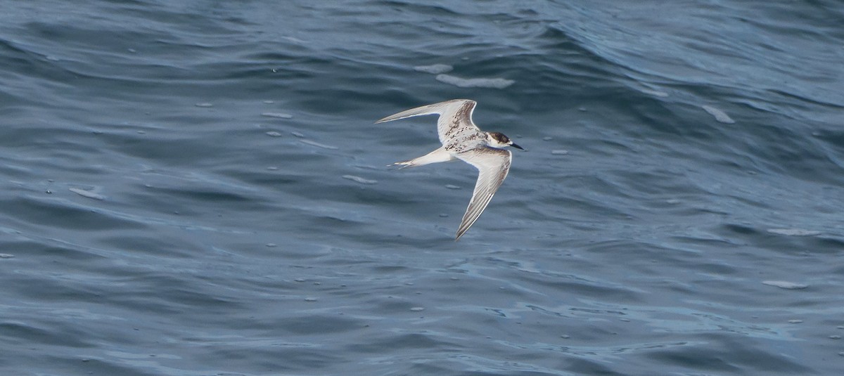 White-fronted Tern - ML620254331