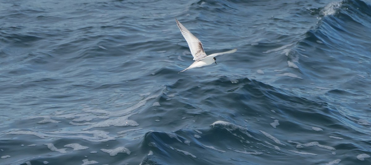 White-fronted Tern - ML620254332