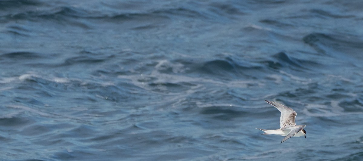 Weißstirn-Seeschwalbe - ML620254333