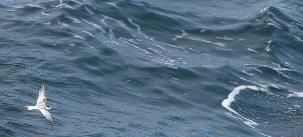 Weißstirn-Seeschwalbe - ML620254335