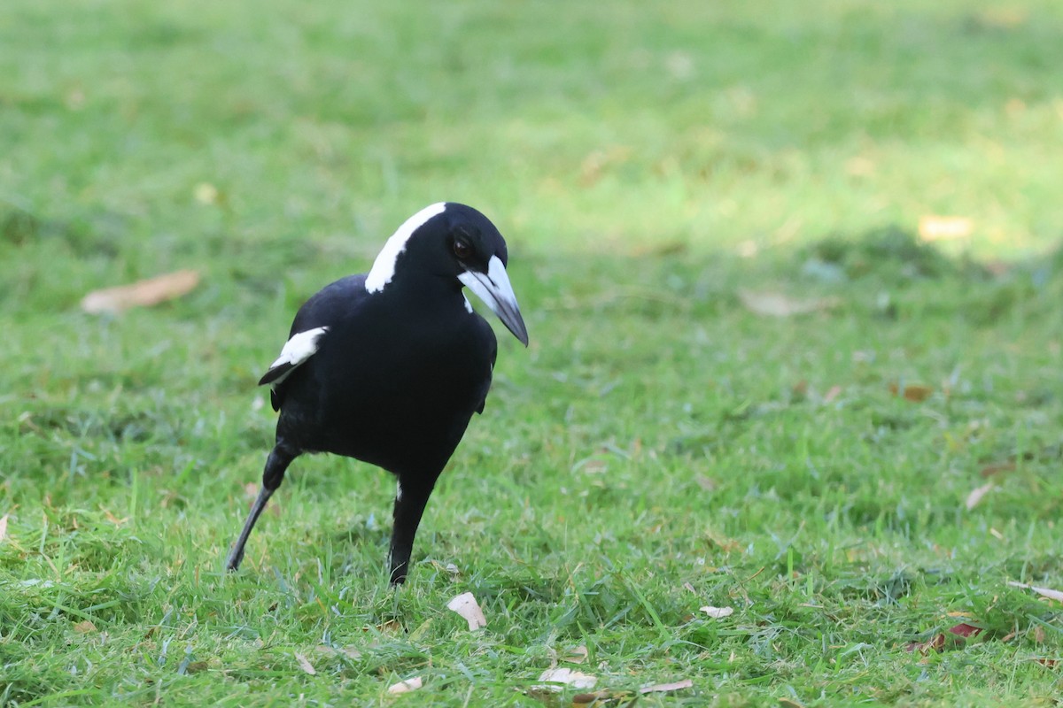 Australian Magpie - ML620254342