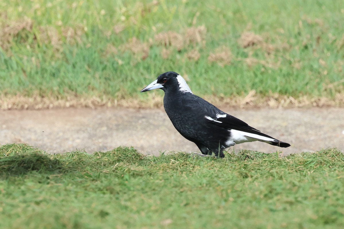 Australian Magpie - ML620254343