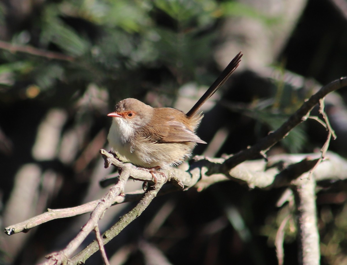 Superb Fairywren - ML620254345