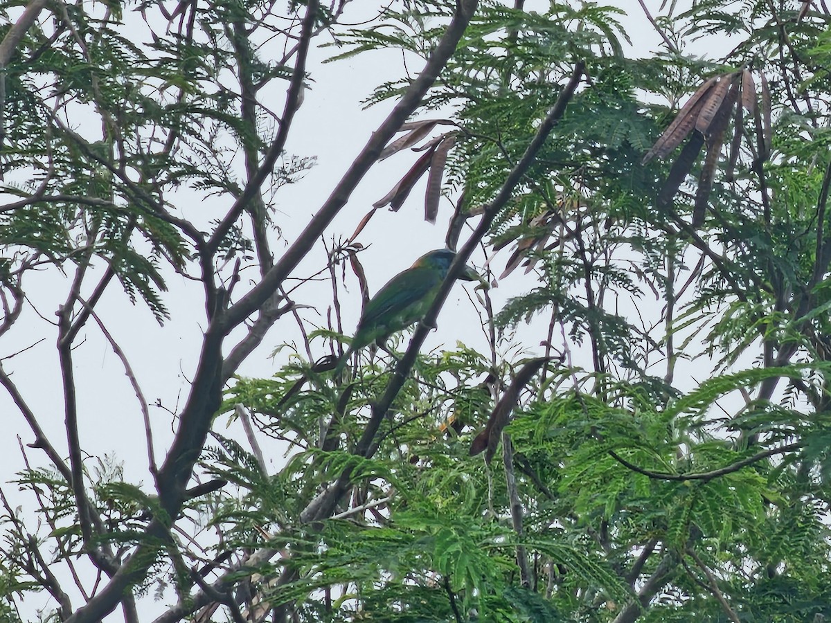 Taiwan Barbet - ML620254347