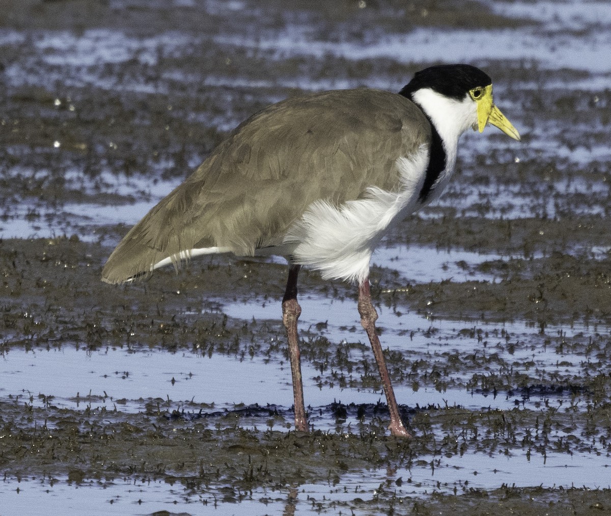 Masked Lapwing (Black-shouldered) - ML620254348