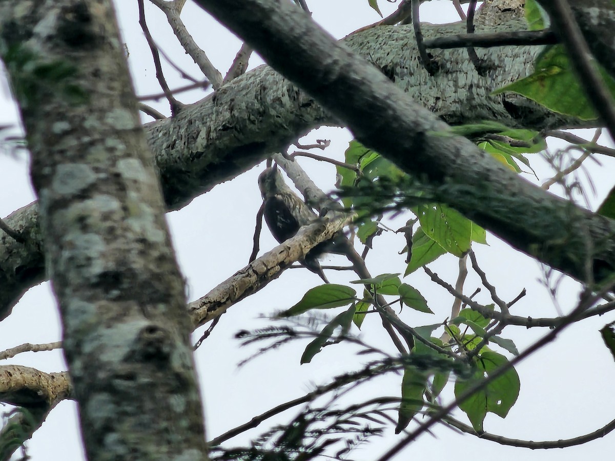 Gray-capped Pygmy Woodpecker - ML620254351