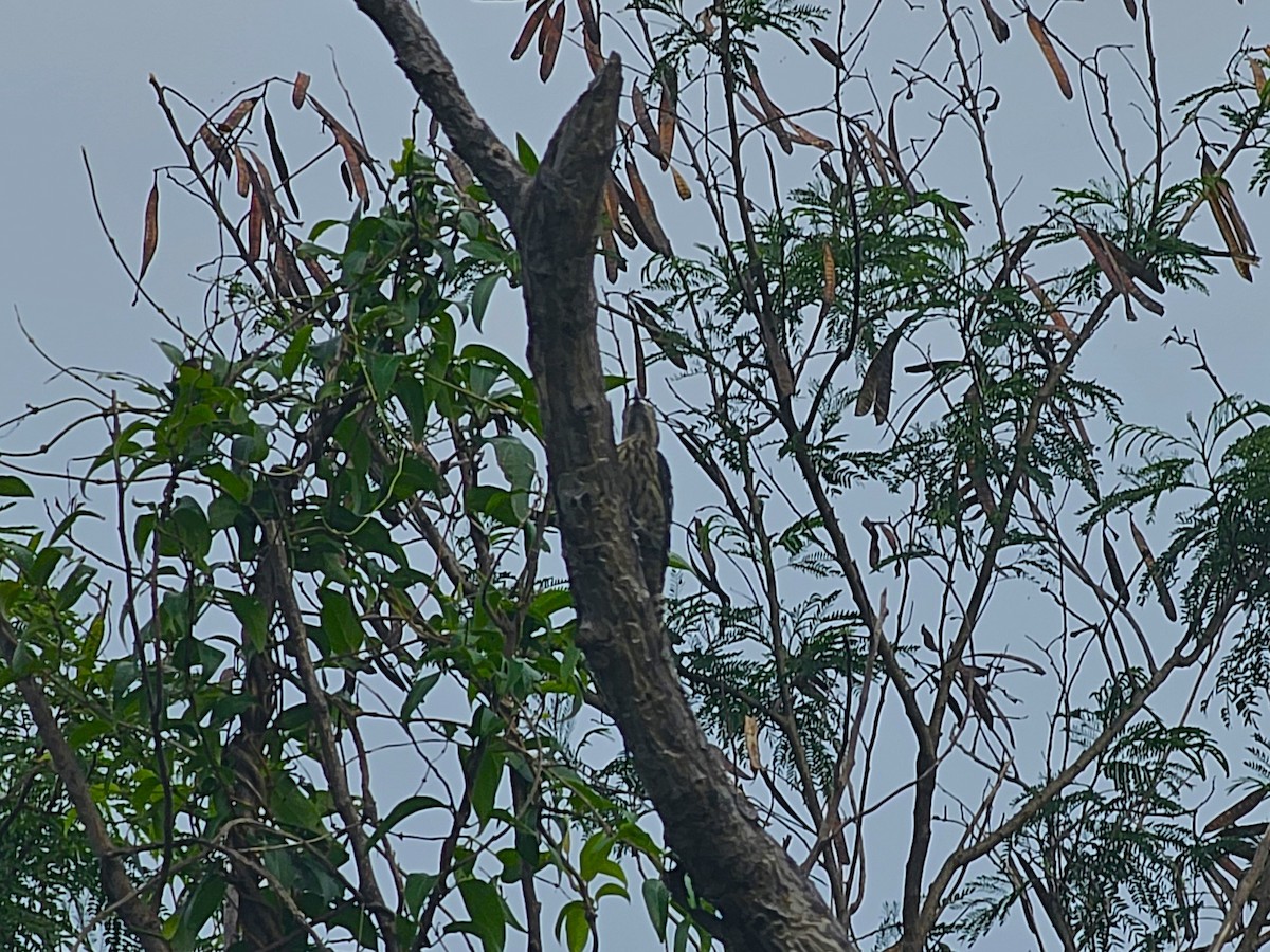 Gray-capped Pygmy Woodpecker - ML620254359