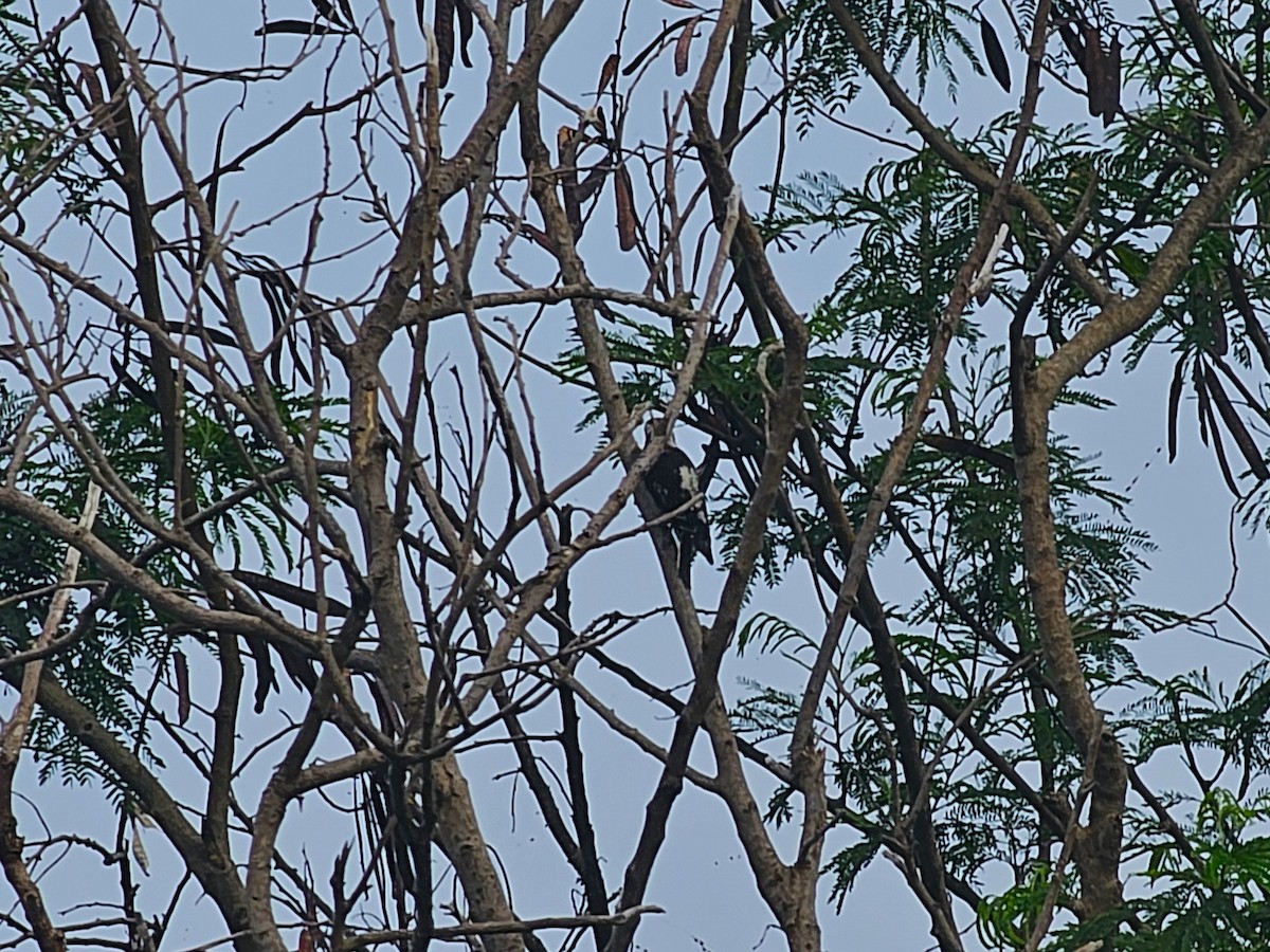 Gray-capped Pygmy Woodpecker - ML620254360