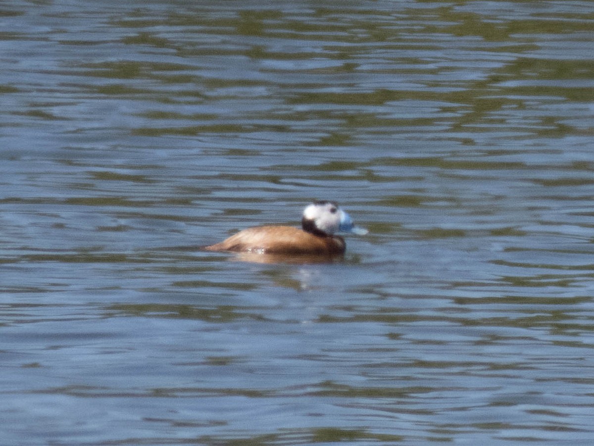 White-headed Duck - ML620254367