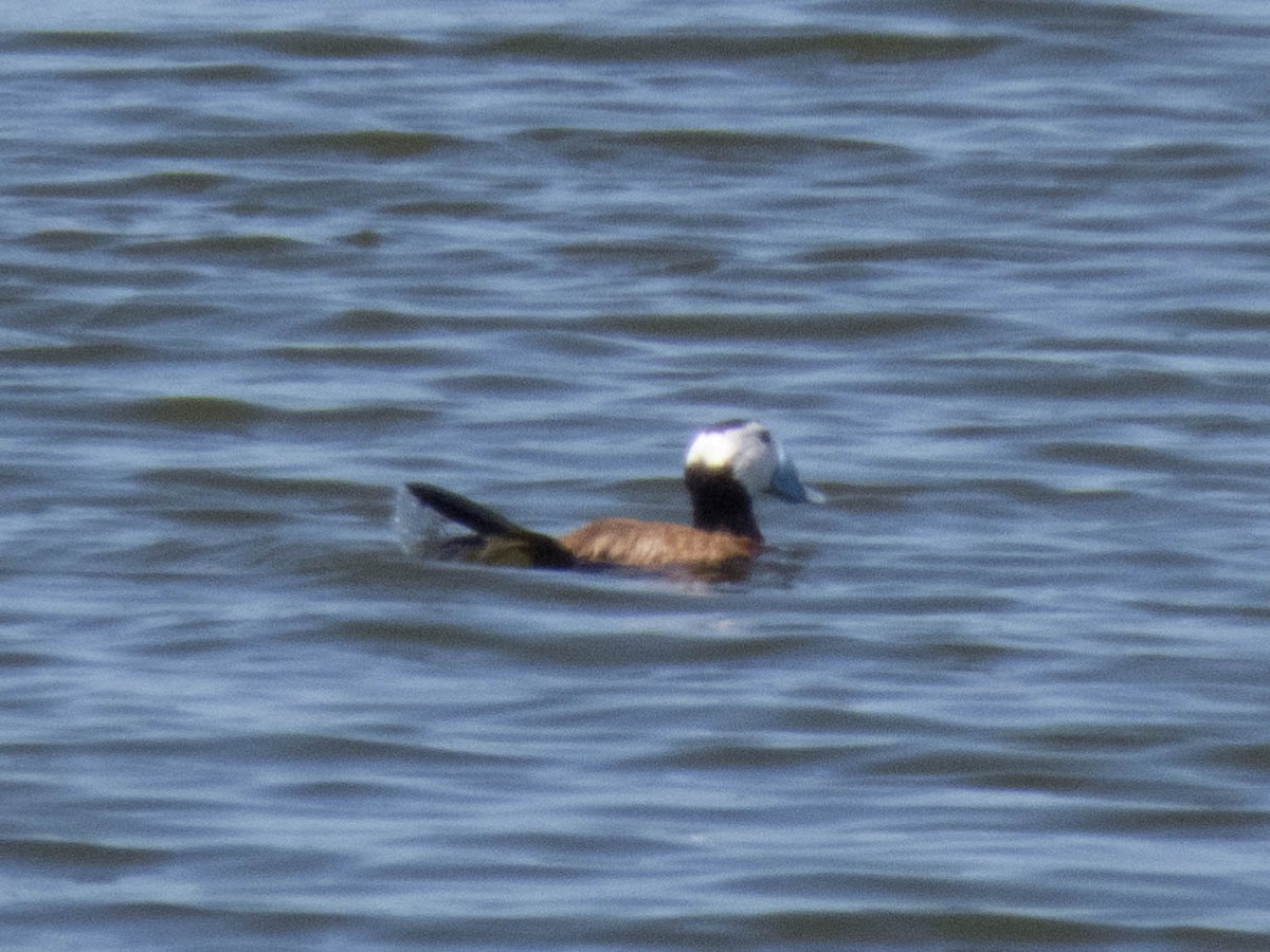 White-headed Duck - Hugo Schlenker