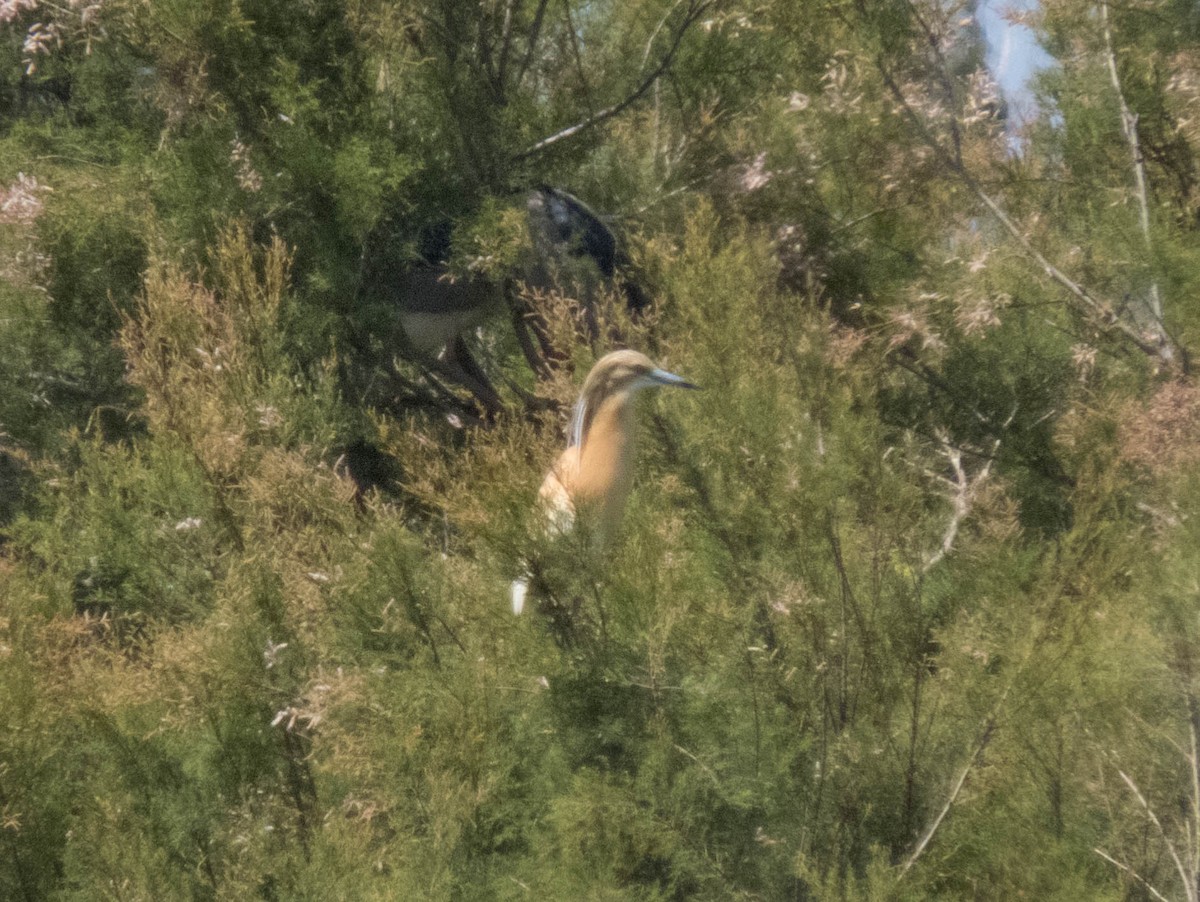 Squacco Heron - ML620254373